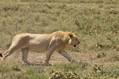 The viewer's eye naturally follows the lion's direction of travel, so I have left some room in front of it for the eye to move into and for the lion to walk into