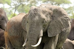 Elephants in Tarangire