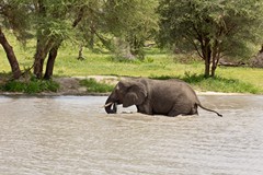 Elephant in Tarangire