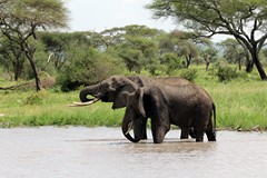 Elephants in Tarangire