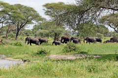 Elephants in Tarangire