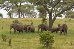 Elephants in Tarangire