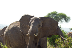 Elephants in Tarangire