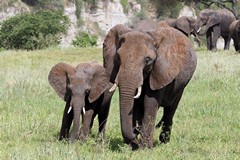 Elephants in Tarangire