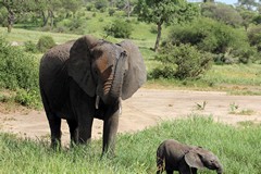 Elephants in Tarangire