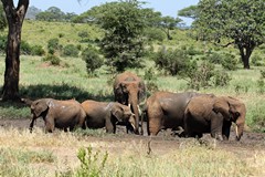 Elephants in Tarangire