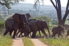 Elephants in Tarangire