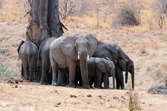 Elephants in Ruaha