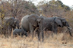 Elephants in Ruaha