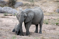 Elephants in Ruaha