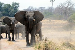 Elephants in Ruaha