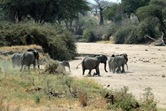 Elephants in Ruaha