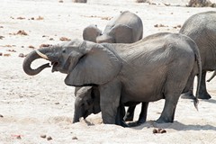 Elephants in Ruaha