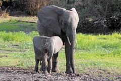 Elephants in Selous