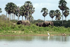 Selous has become an elephant Slaughter house with 40000+ being killed since 2007