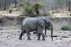 Elephants on a sand river