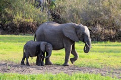 What chance has this calf got of growing up in Selous?