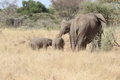 Kenya's elephant population is on the increase. Poaching is very low compared to a few years ago. There are significant HWC problems to overcome as the population is expanding, but trophy killing is not an option here