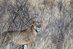 As mentioned earlier, lions can turn from relaxed mums (or dads) to potential killers in an instant. Once they see a person get out of a car their whole demeanour changes as it did here