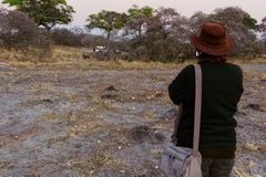 Sometimes animals are seen in camp, as here in our car park where these painted wolves have killed an impala in the early morning (hence the low quality photo). Depending on what animals are seen, it may be safe enough to approach close enough to take some photos