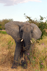 This little ele wandered right over to us as she calmly fed. We were parked up for a while and presented no apparent threat