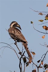 Do listen to all the early morning sounds. The hornbill is likely to be one of the first birds you hear