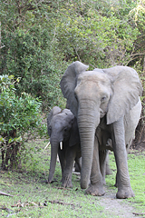 Here we have parked across the track that these elephants were using. The (tuskless) female is hesitant, and then deviates around us. Not best practise. We should not have done this. Nowadays I would object to the driver