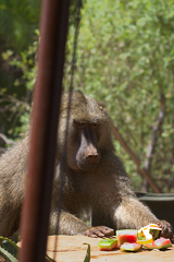 Feeding wildlife in camp is not advised. These baboons have fangs as big as a leopard and can get dominant and aggressive once habituated to people. This one was fed on the last day before the camp closed permanently