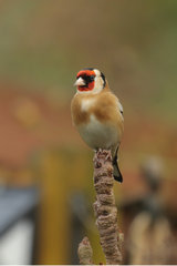 To get a blurred background the golfinch was way in front of everything behind it, and I used as large a lens aperture as I could. The closer I could get to the bird the better