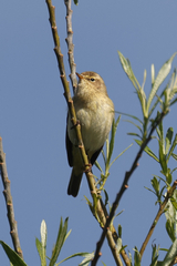 It's easier to get a good focus lock against a plain background, but small branches near birds can cause problems