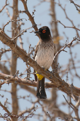 The red-eyed bulbul is a resident of southern Africa. No need for a super high shutter speed here as he was sitting still