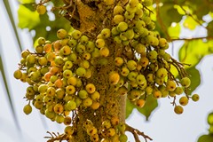 A bunch of small half ripe sycamore figs still developing