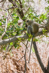 Monkey on sycamore fig