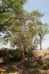 Queen of figs on banks of Ura river in Meru Kenya