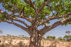 Fig tree trunks are often weird shaped and<br/>buttressed