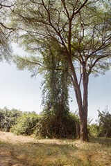 Strangler fig on left forming a hollow cylinder after it has killed off its host