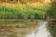 Fuzzy ducks