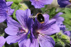 Here I've got good light so I was able to increase the shutter speed to 1/4000th seconds to try and stop the motion of the bee's wing. I'd have gone higher if the camera would allow it. I used quite a small aperture to give a little more depth of field but the trade off was in increased ISO