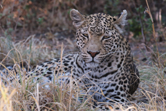 Focused on the eye and I am happy even though the back of its body starts to blur a little. The leopard was in shade and so the aperture was opened to f/6.3 which shortened the depth of field. As long as the eye is sharp its ok, as evryone connects with the eyes