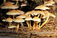 Sulphur tuft