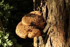 Dryad's saddle