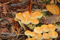 Young Sulphur tuft