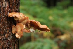 Honey fungus