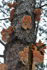 Honey fungus