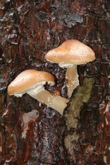 Honey fungus