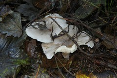 Oyster mushroom