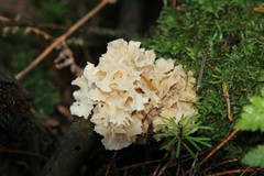 Brain fungi