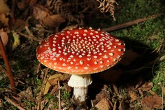 Fly agaric