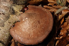 Birch polypore