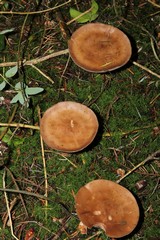 Fungi